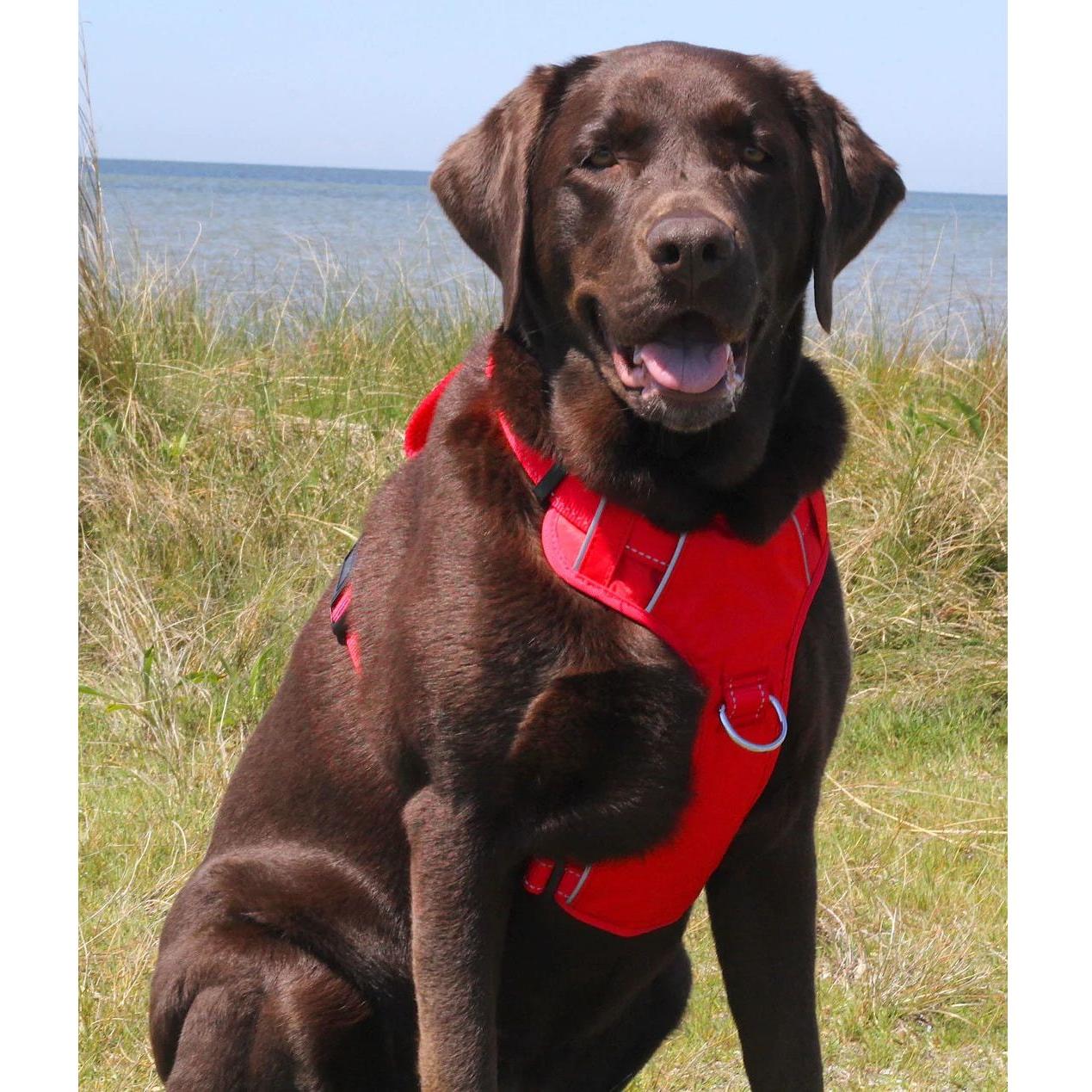 Chesapeake Bay Dog Harness