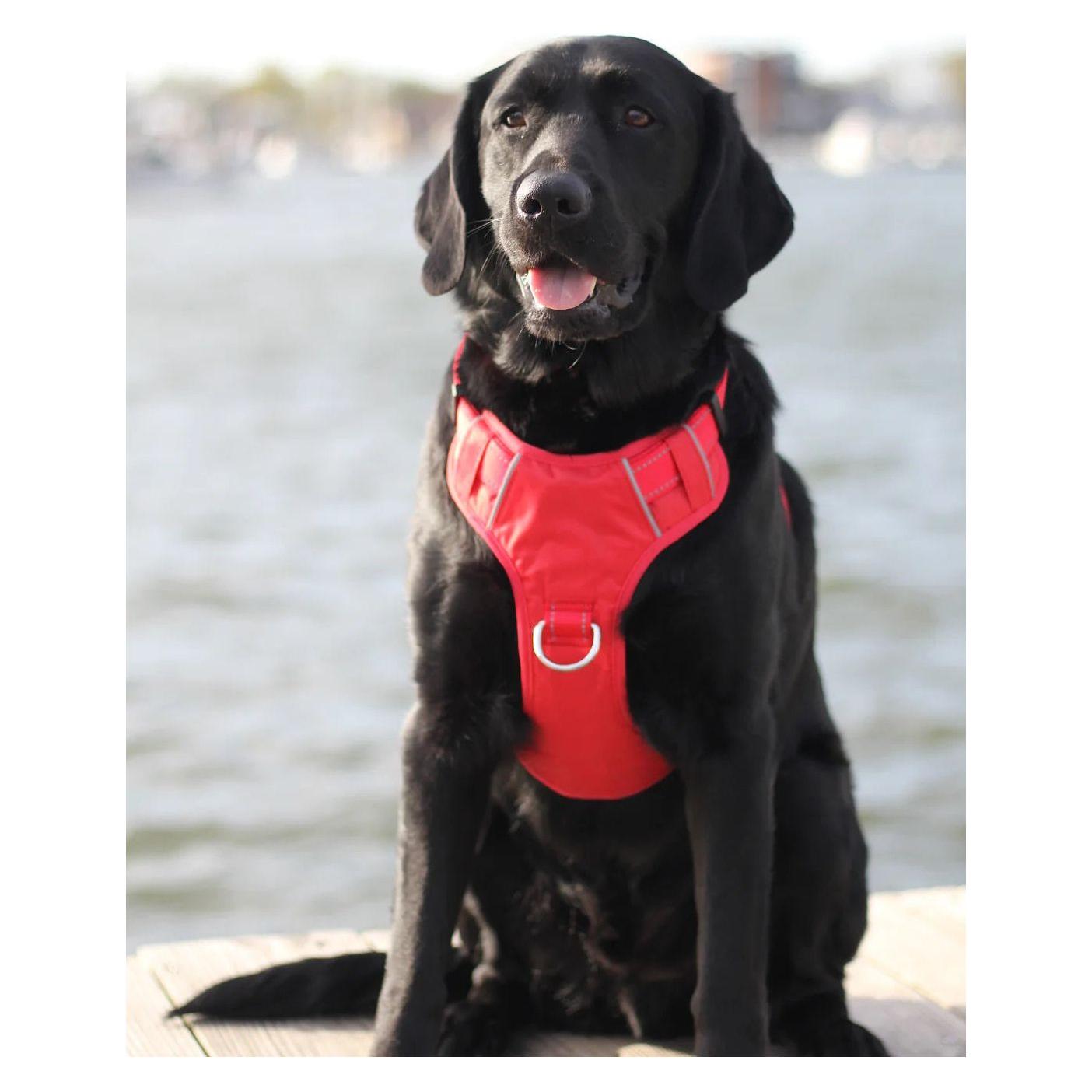 Chesapeake Bay Dog Harness