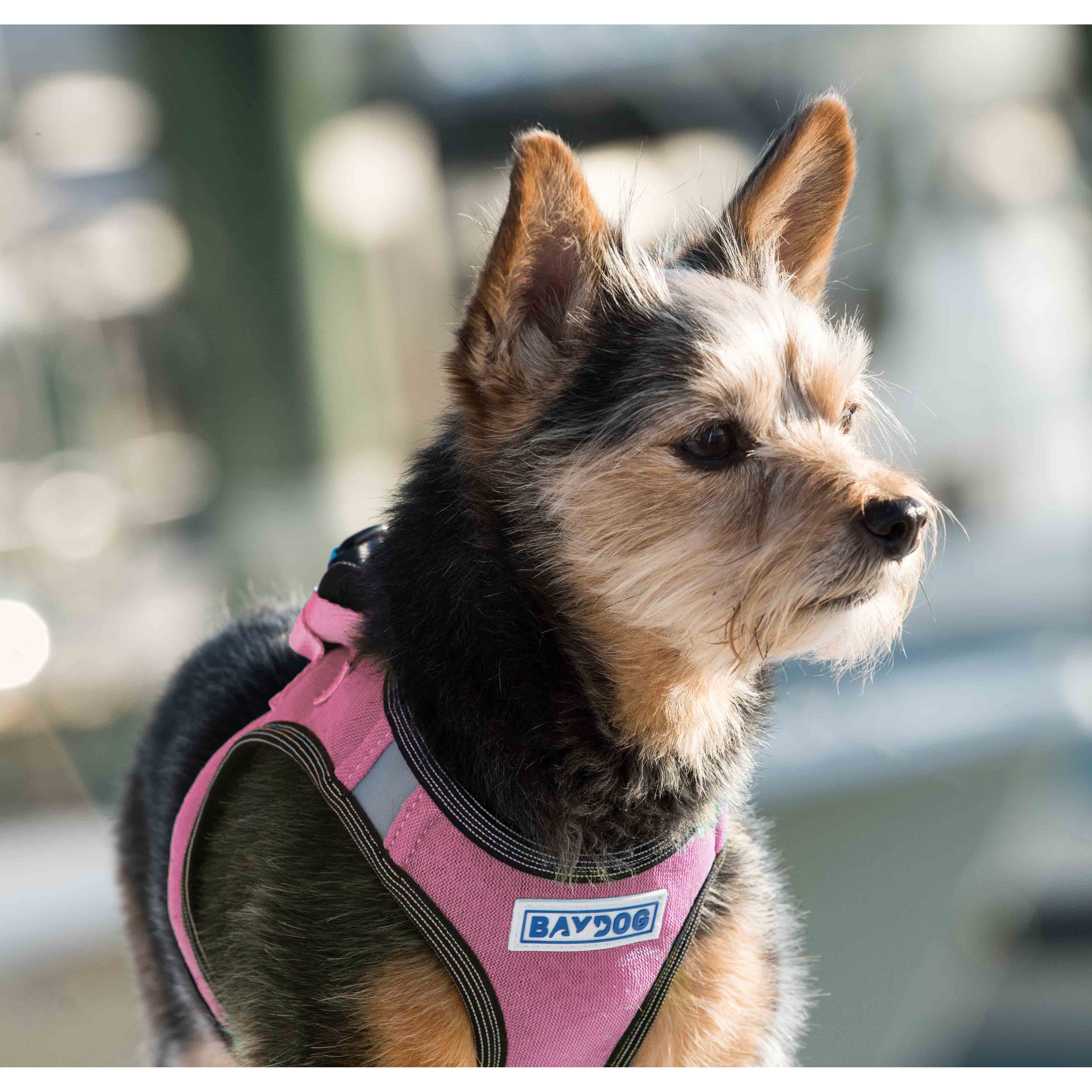 Liberty Bay Dog Harness