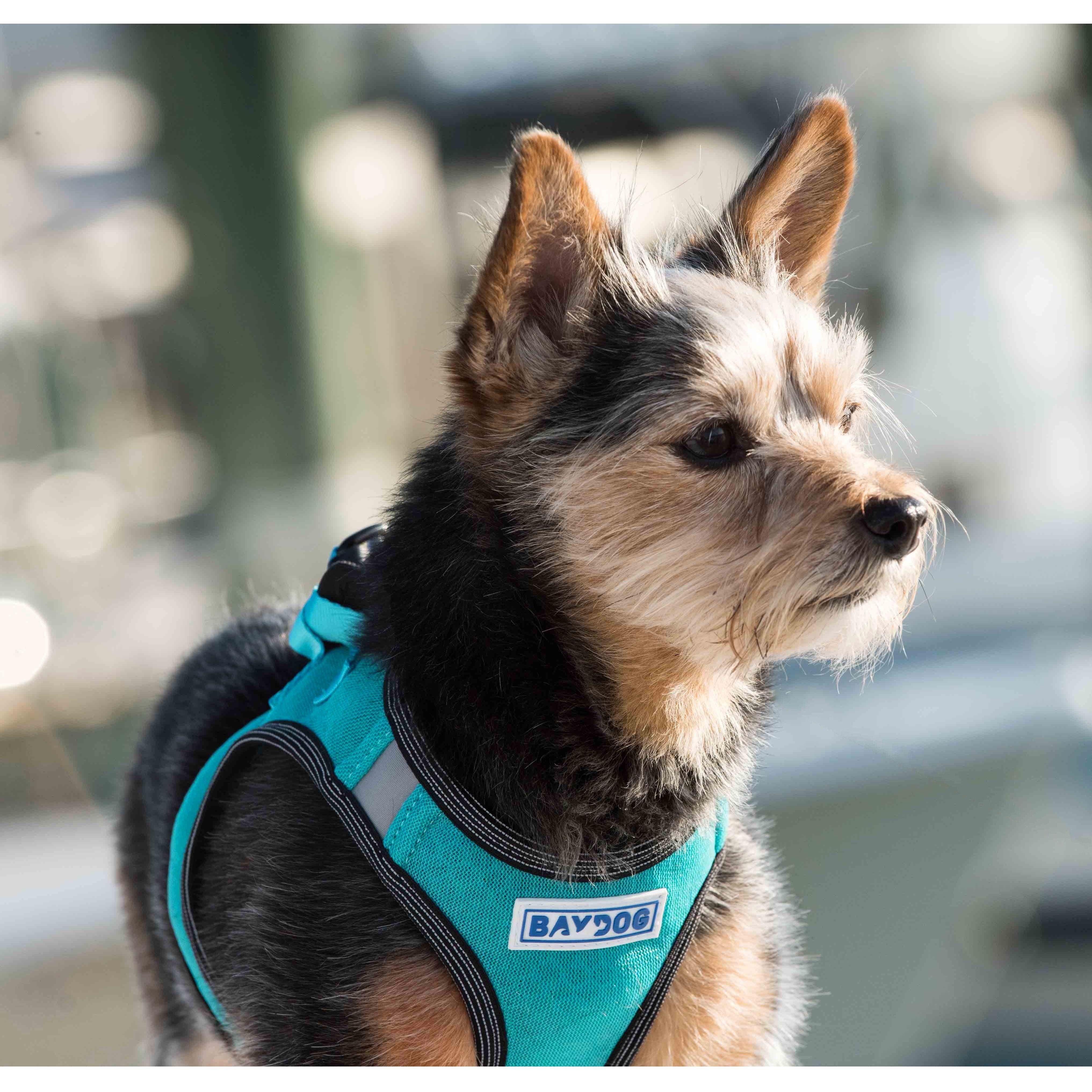 Liberty Bay Dog Harness