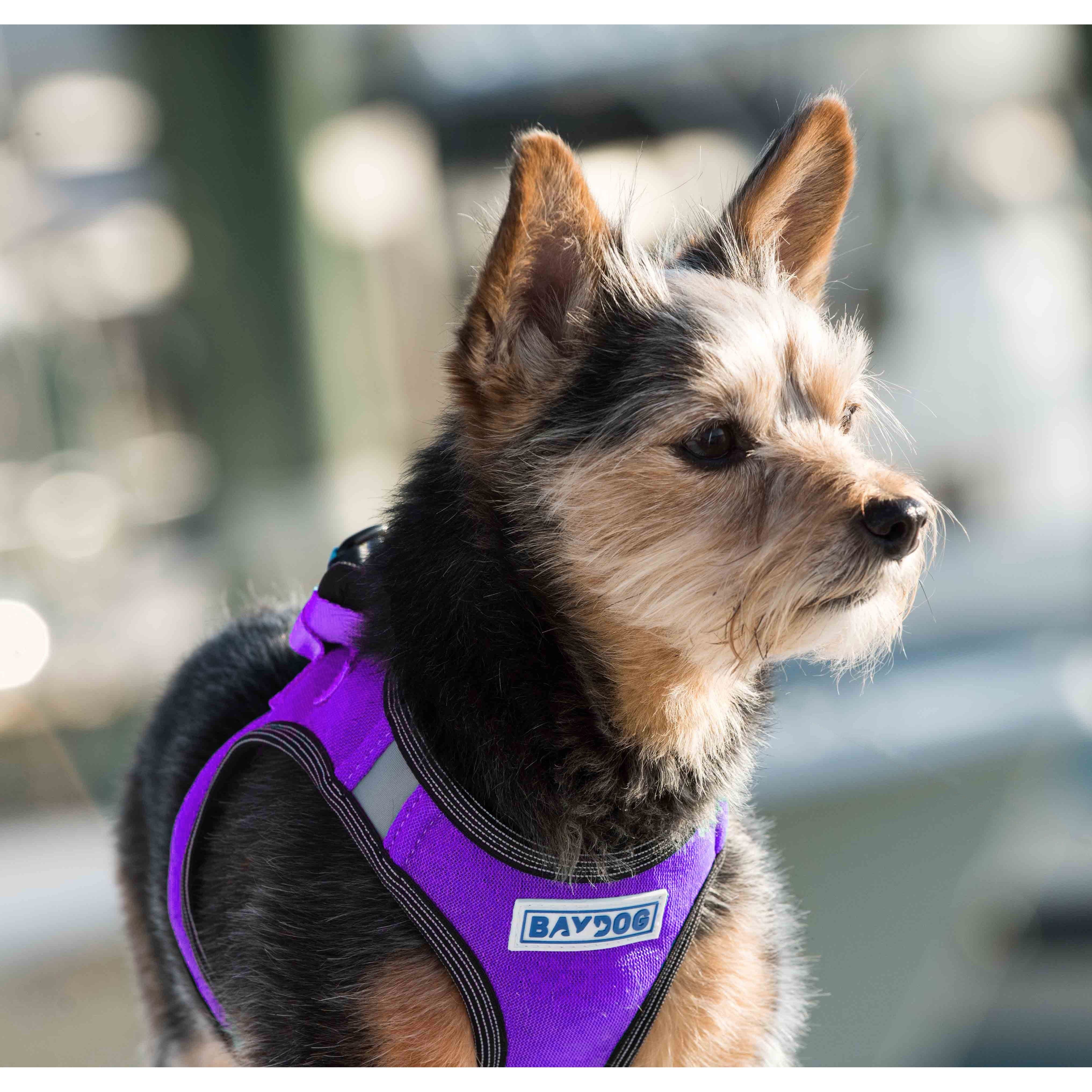 Liberty Bay Dog Harness