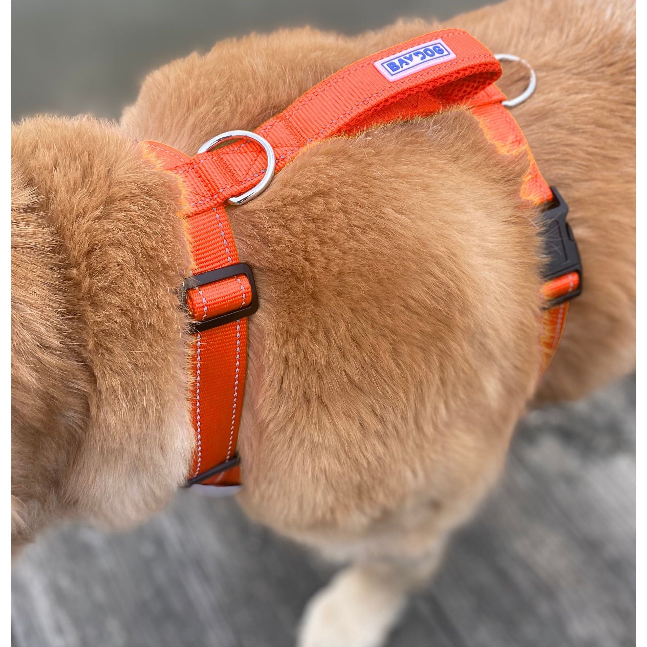 Chesapeake Bay Dog Harness