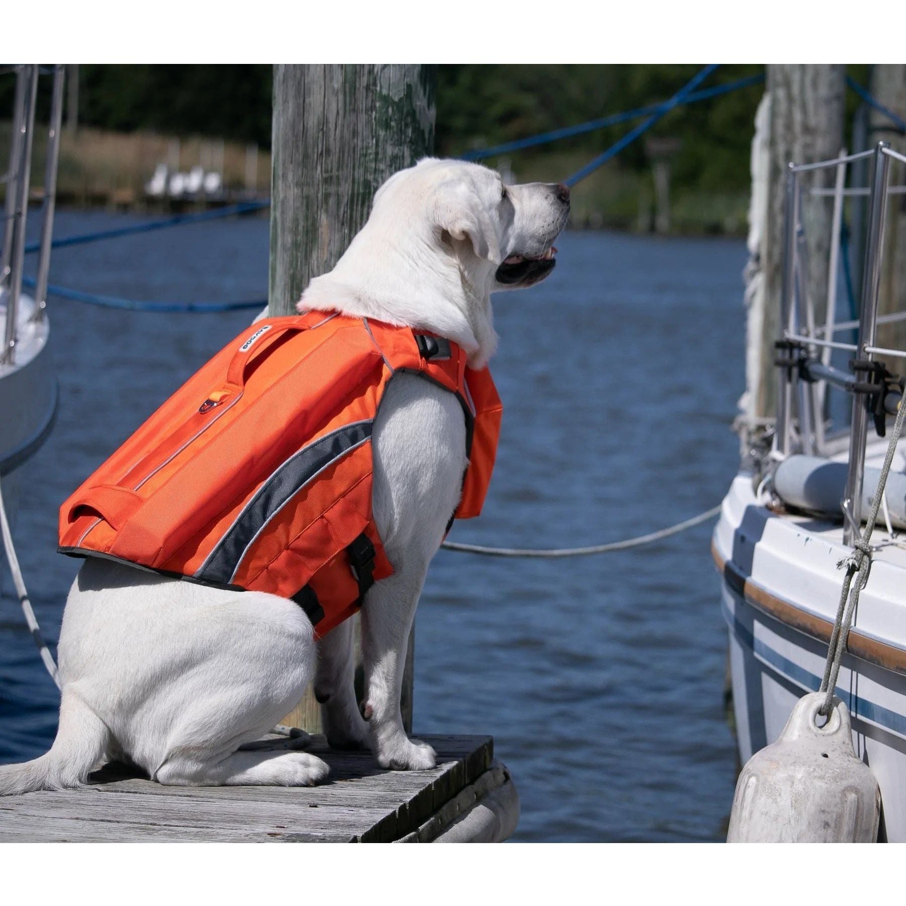 Bay Dog's Monterey Bay Offshore Life Jackets