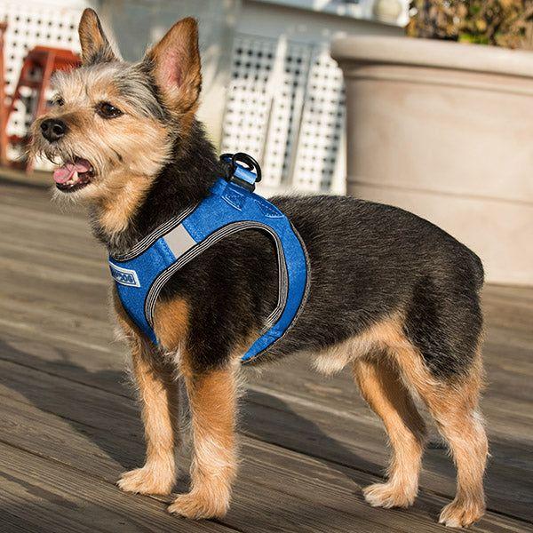 Liberty Bay Dog Harness