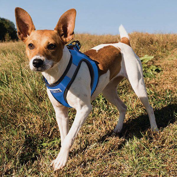 Liberty Bay Dog Harness