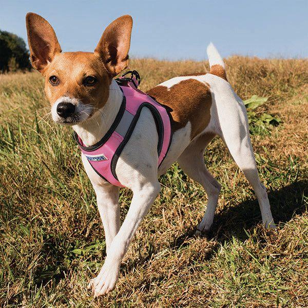 Liberty Bay Dog Harness