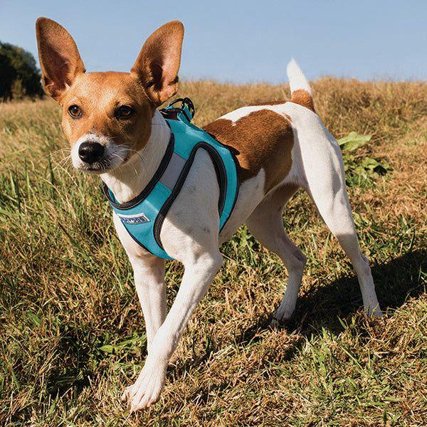 Liberty Bay Dog Harness